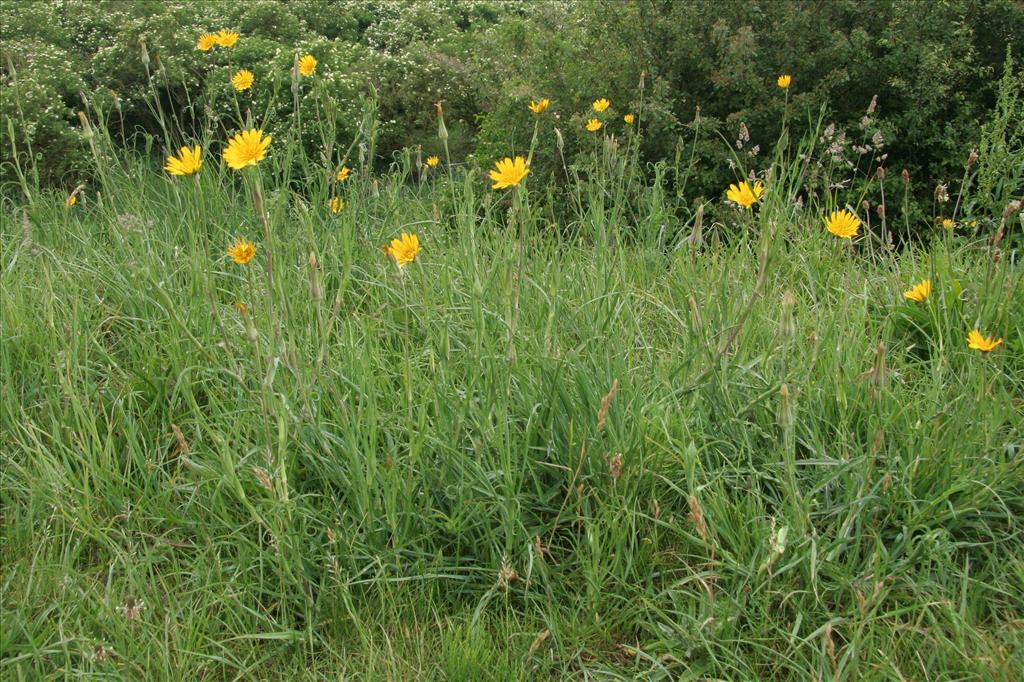 Tragopogon pratensis subsp. orientalis (door Willem Braam)