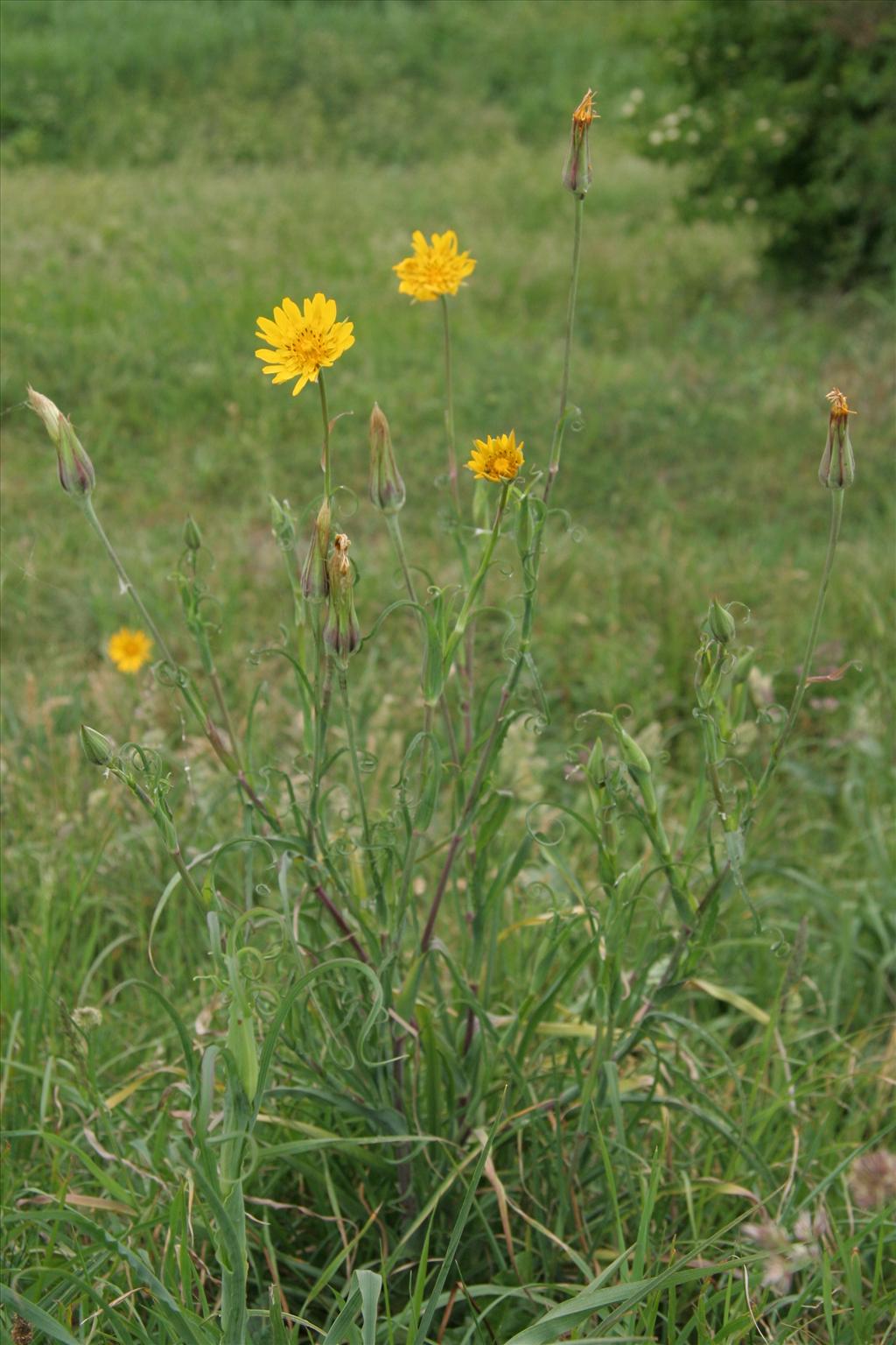 Tragopogon pratensis subsp. orientalis (door Willem Braam)