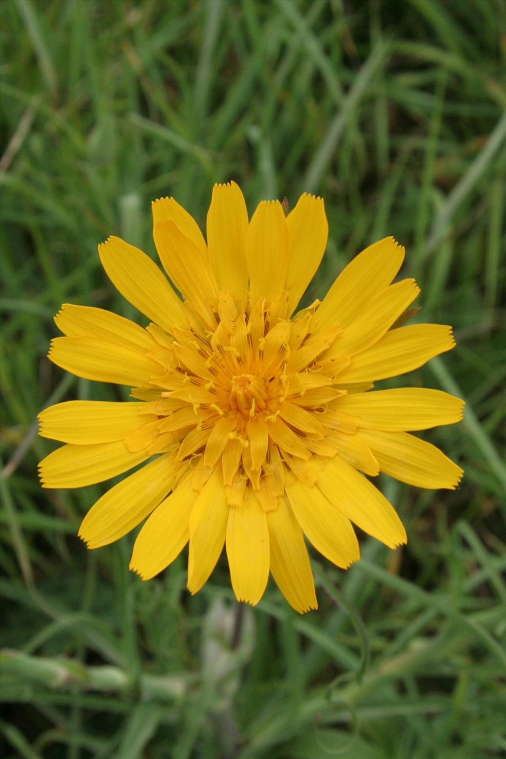 Tragopogon pratensis subsp. orientalis (door Willem Braam)