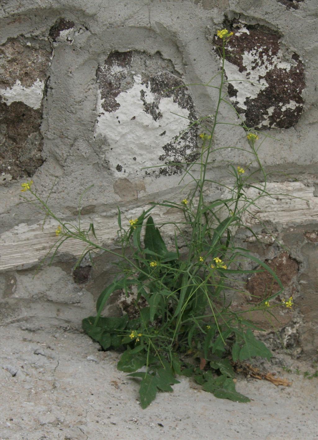 Sisymbrium orientale (door Willem Braam)