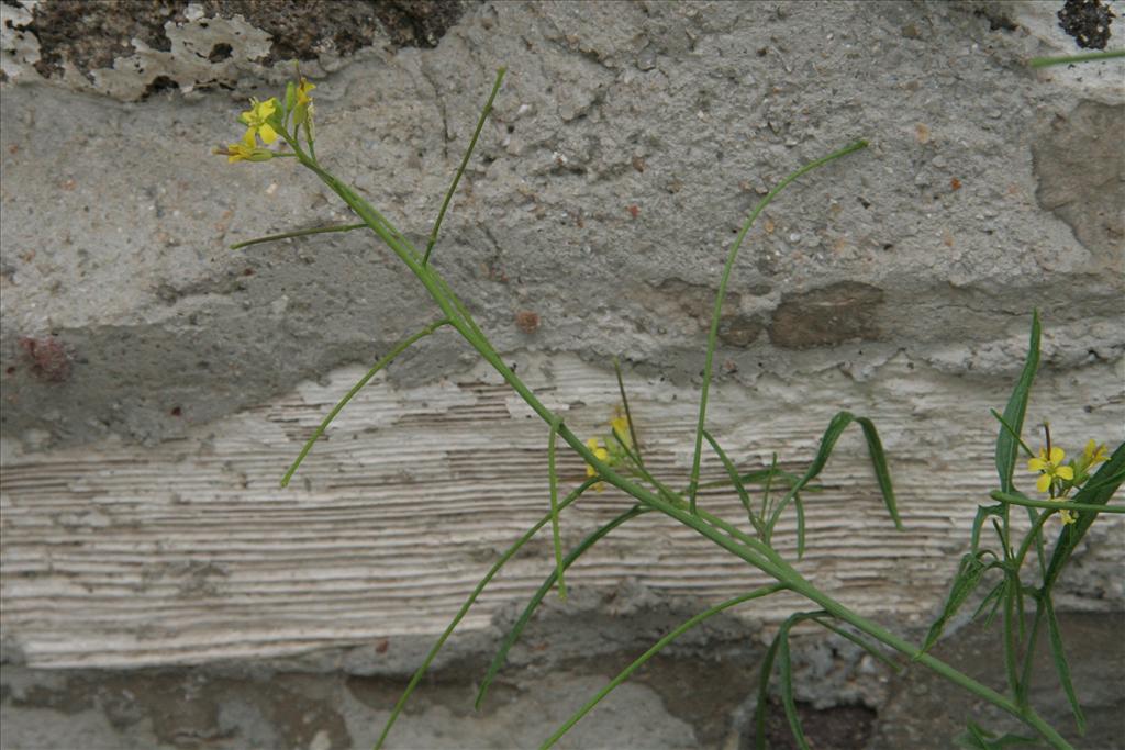 Sisymbrium orientale (door Willem Braam)