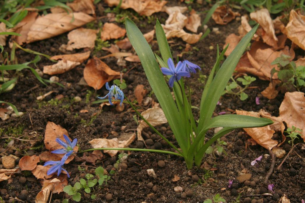 Scilla siberica (door Willem Braam)