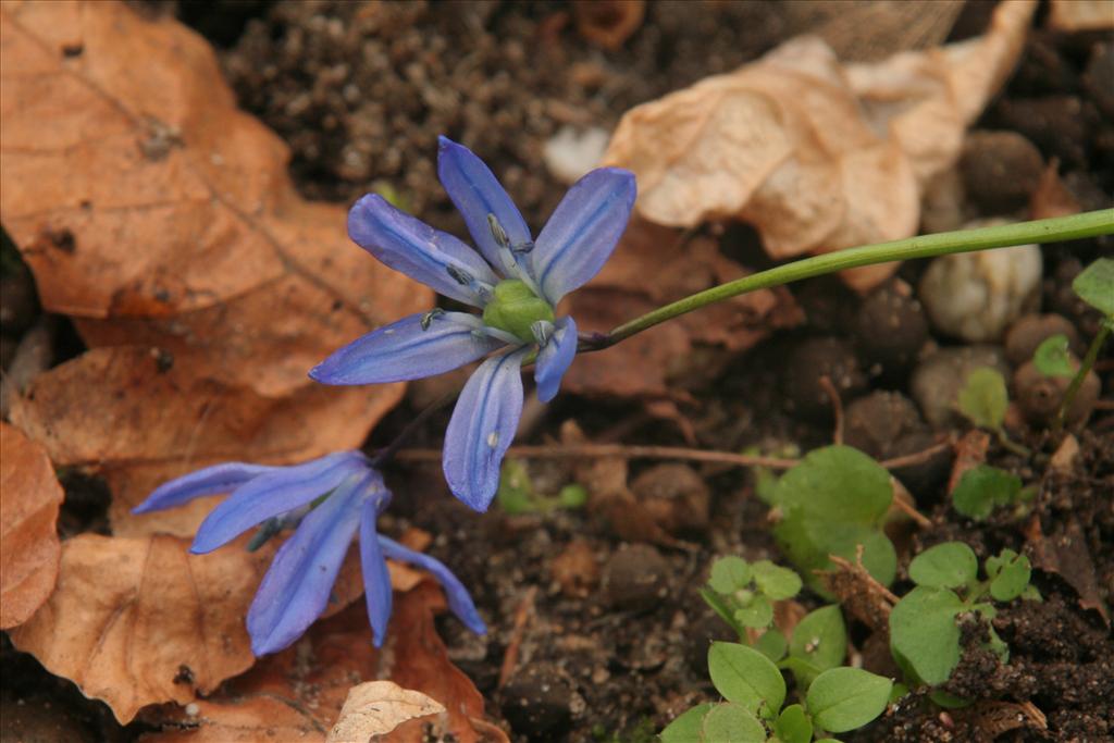 Scilla siberica (door Willem Braam)