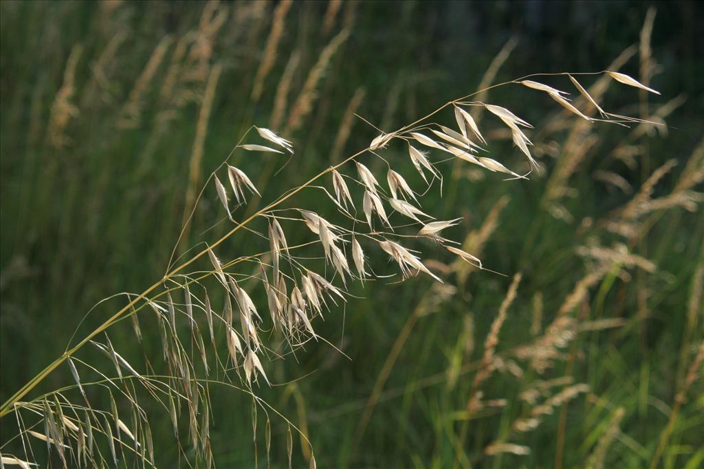 Avena fatua (door Willem Braam)