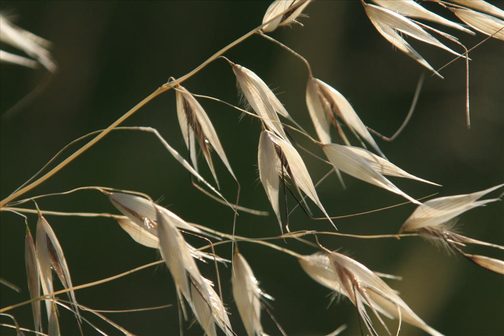 Avena fatua (door Willem Braam)