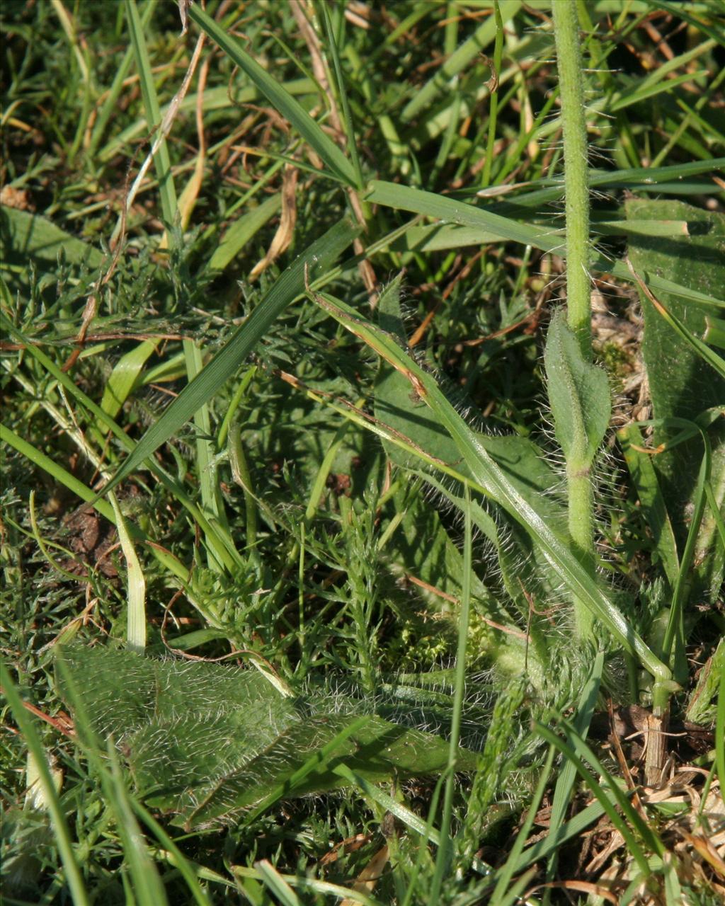 Pilosella aurantiaca (door Willem Braam)