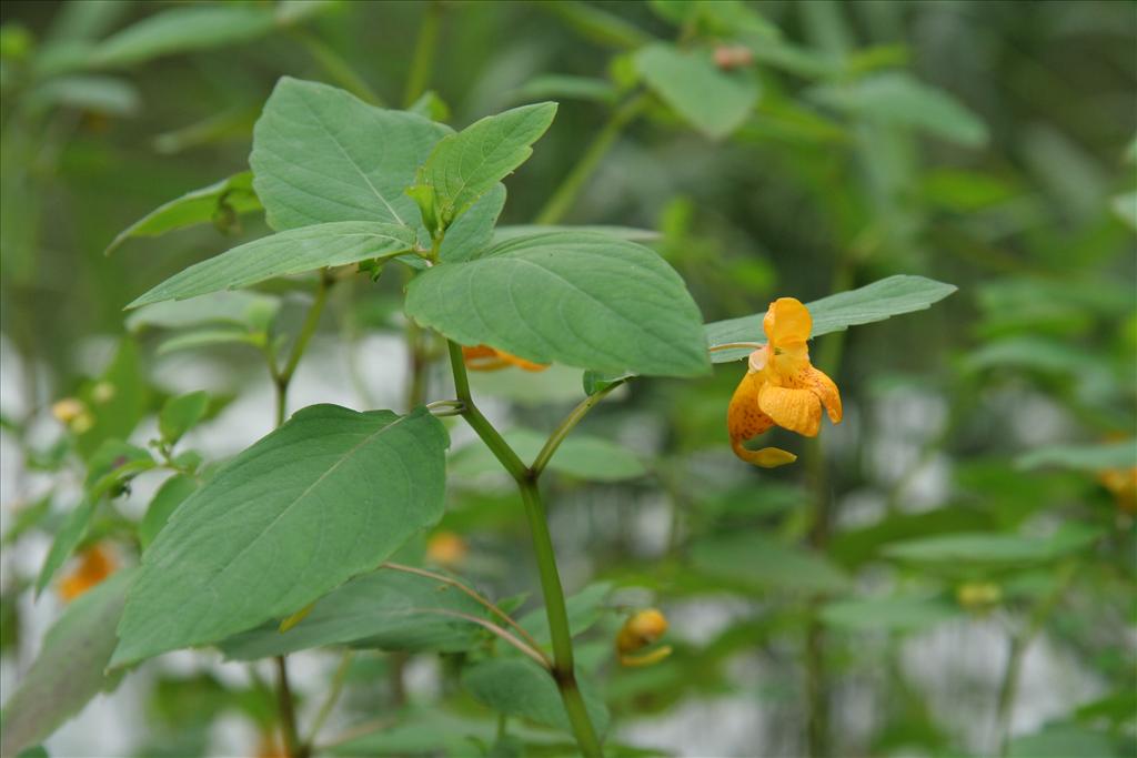 Impatiens capensis (door Willem Braam)