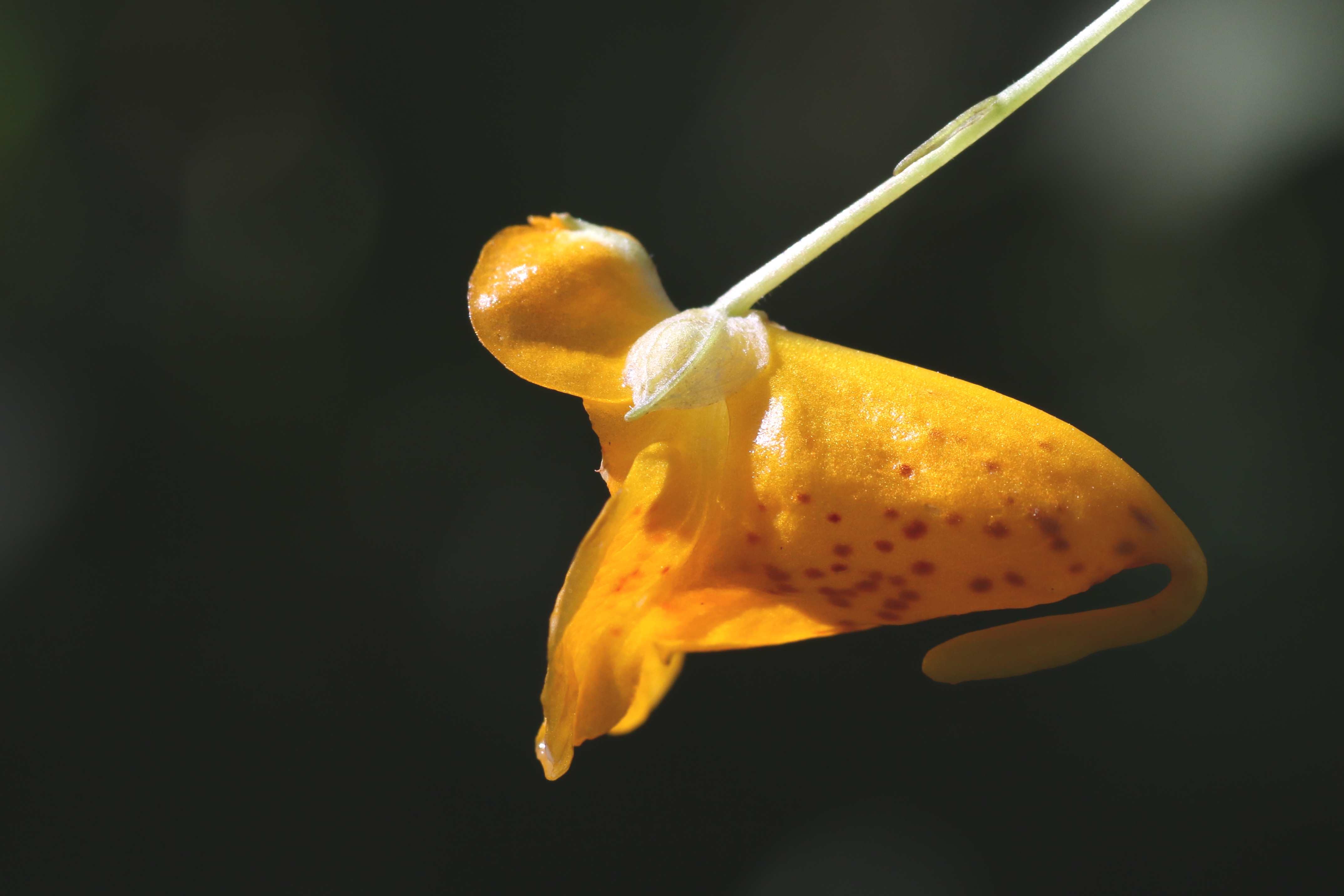 Impatiens capensis (door Willem Braam)