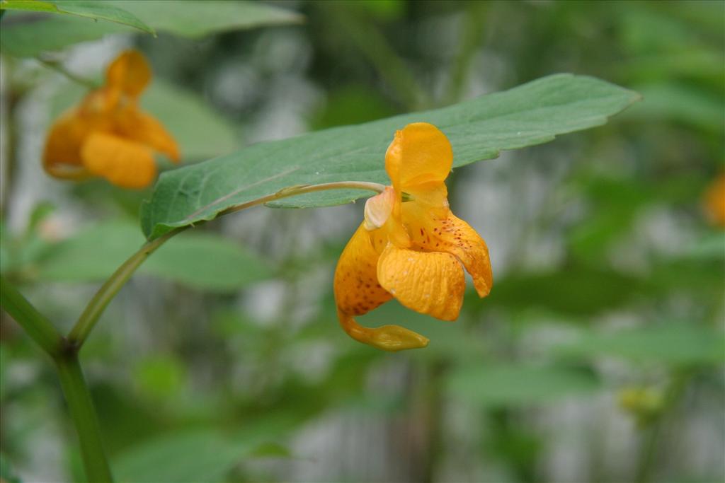 Impatiens capensis (door Willem Braam)