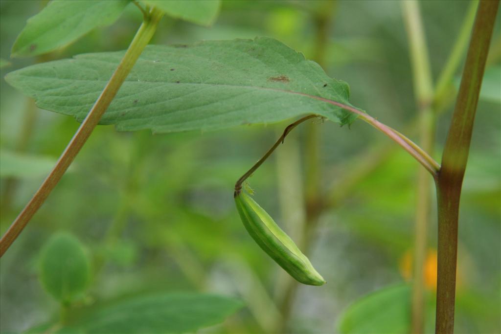 Impatiens capensis (door Willem Braam)