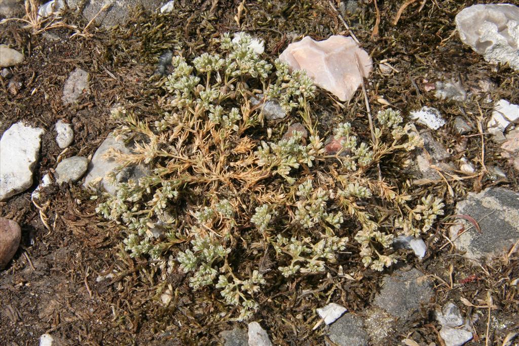 Scleranthus perennis (door Willem Braam)