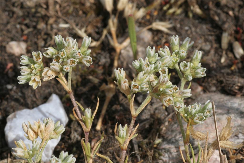 Scleranthus perennis (door Willem Braam)