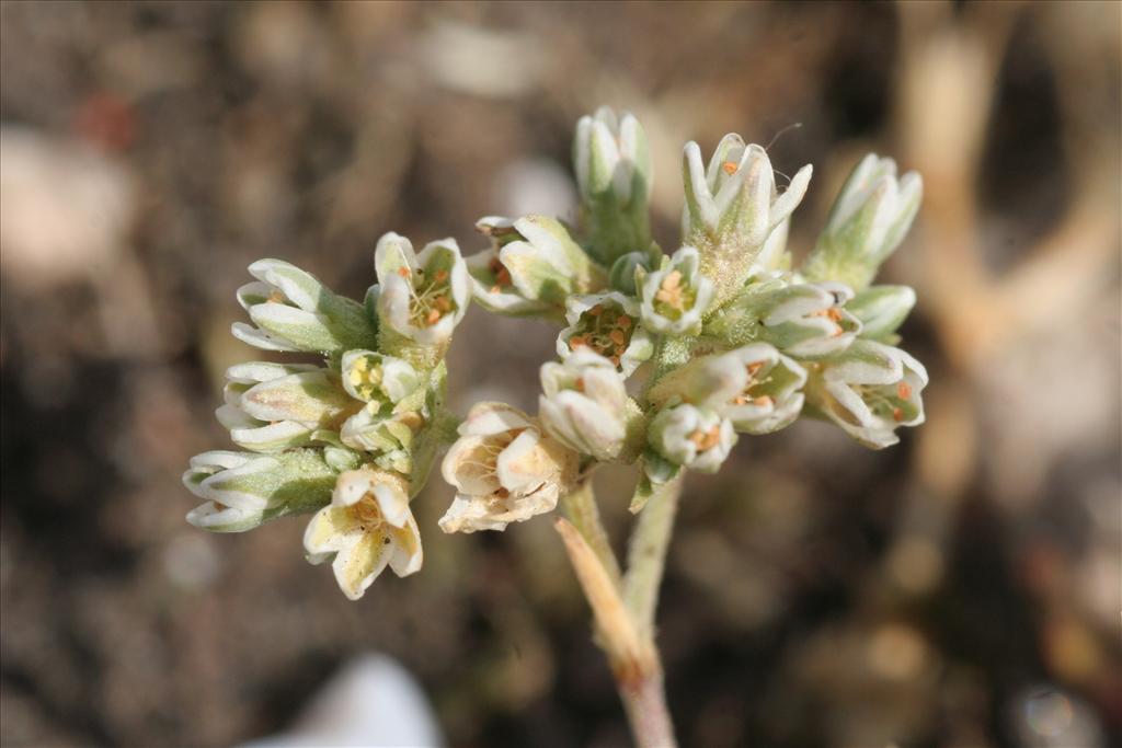 Scleranthus perennis (door Willem Braam)