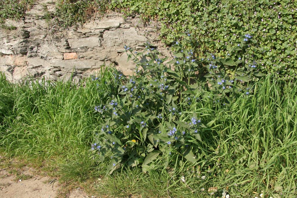 Pentaglottis sempervirens (door Willem Braam)