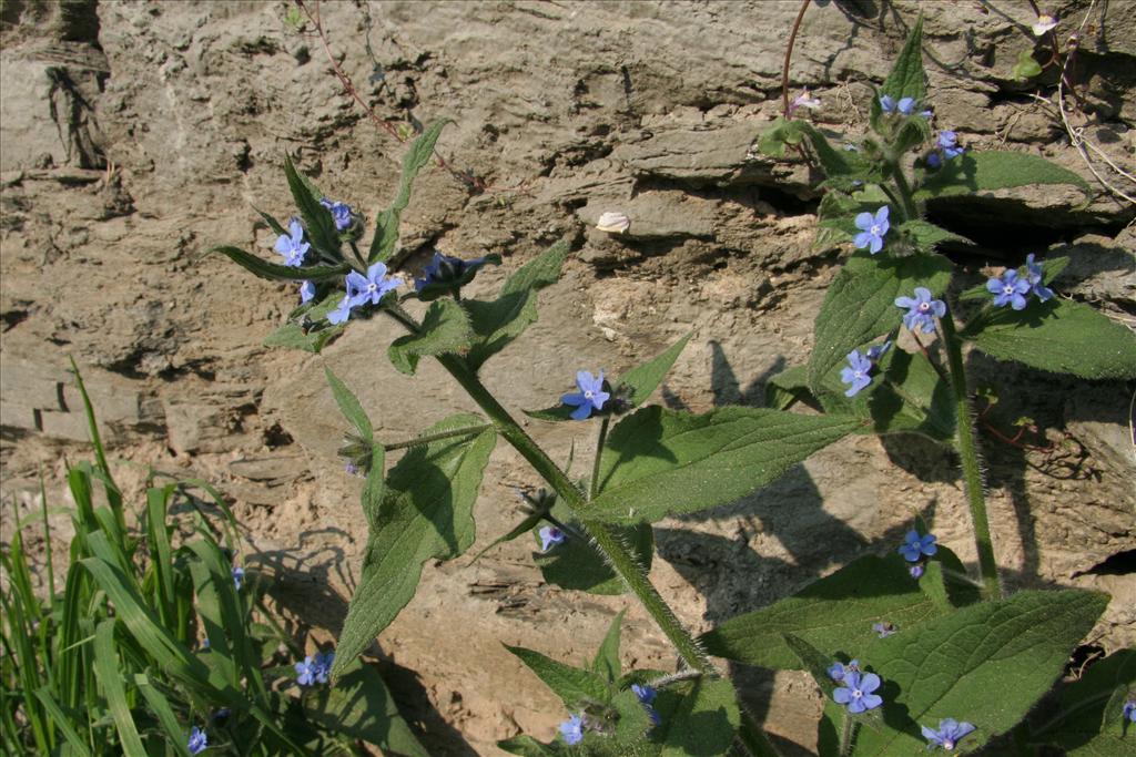 Pentaglottis sempervirens (door Willem Braam)