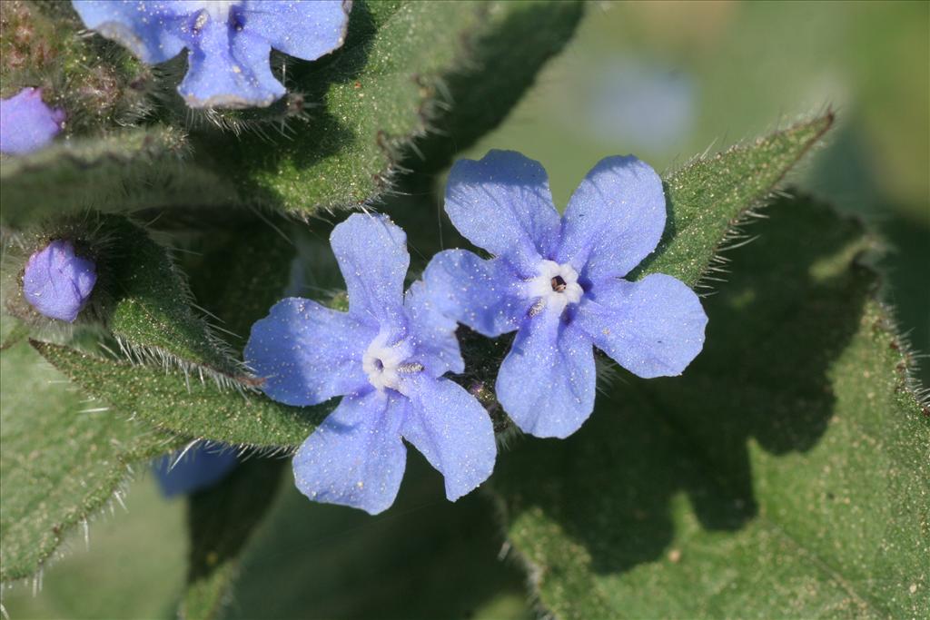 Pentaglottis sempervirens (door Willem Braam)