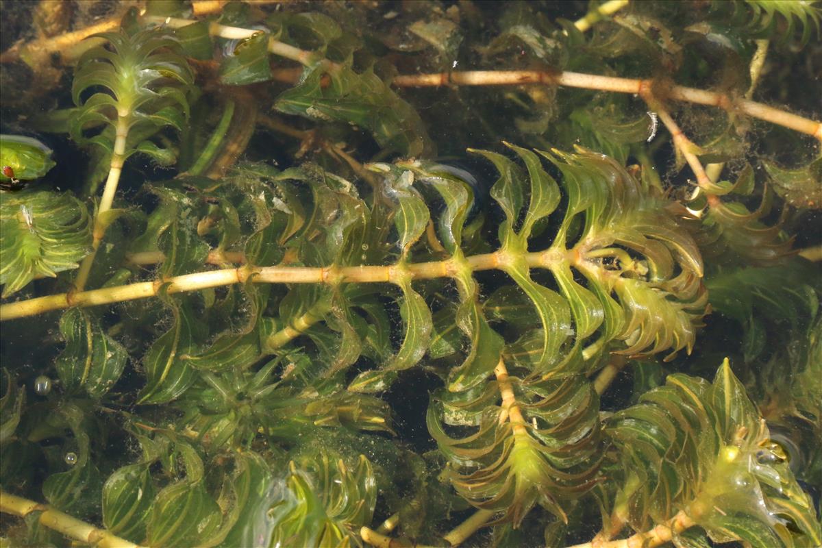 Groenlandia densa (door Willem Braam)