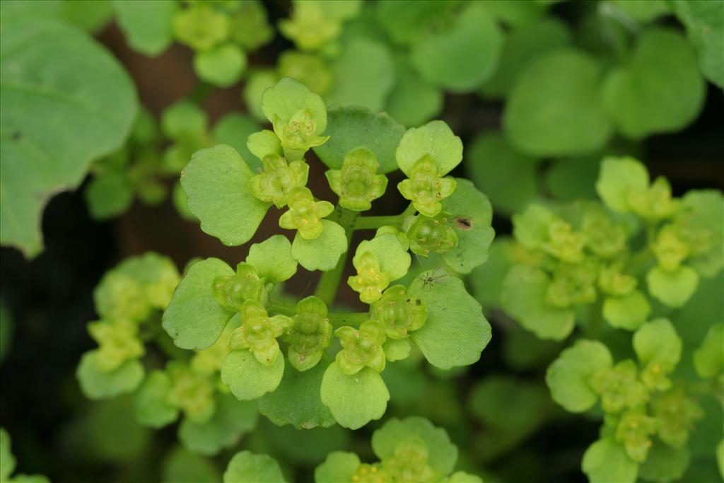 Chrysosplenium oppositifolium (door Willem Braam)