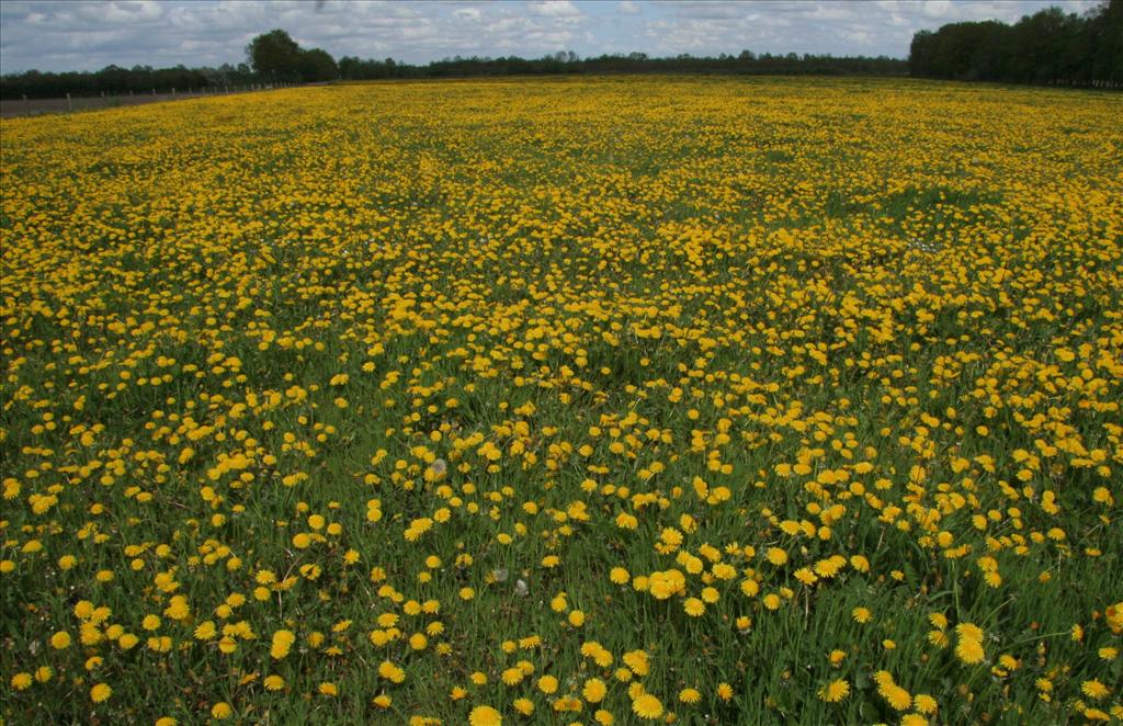 Taraxacum officinale (door Willem Braam)