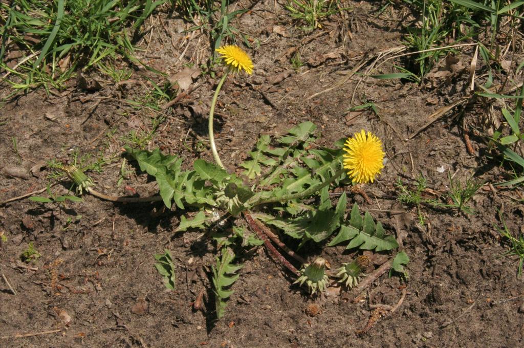 Taraxacum officinale (door Willem Braam)