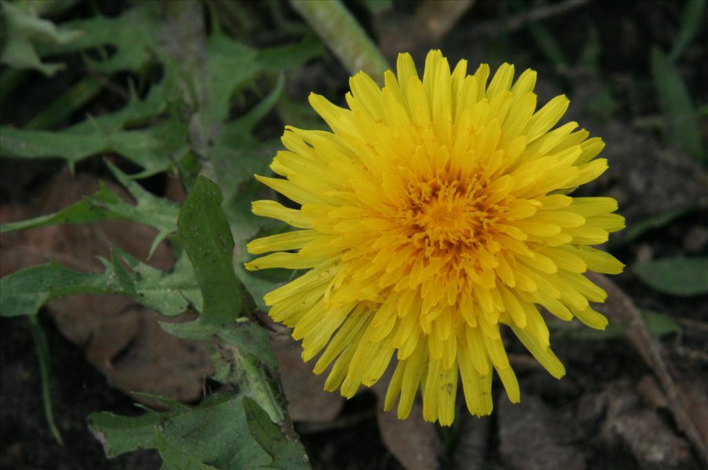 Taraxacum officinale (door Willem Braam)