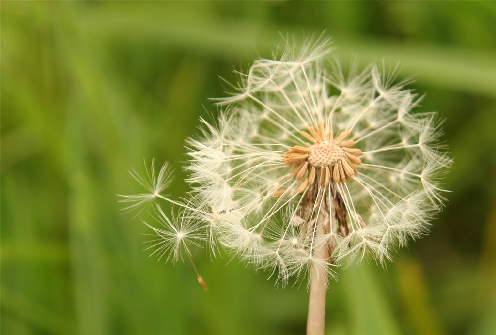 Taraxacum officinale (door Willem Braam)