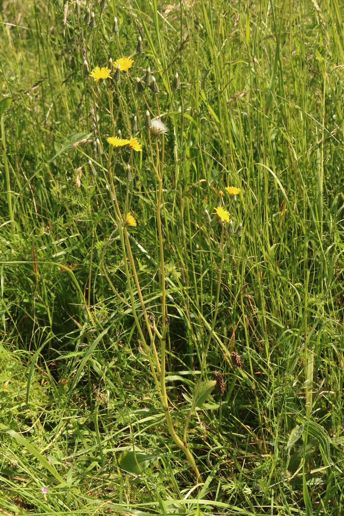 Crepis vesicaria subsp. taraxacifolia (door Willem Braam)