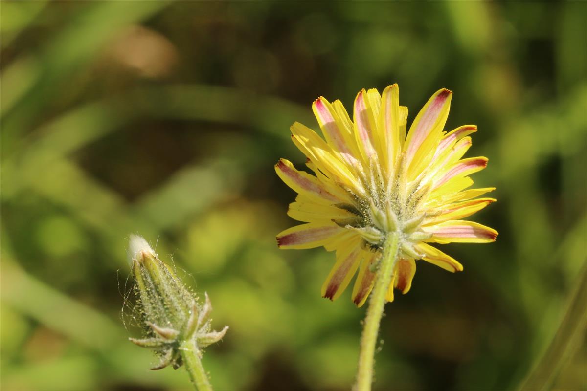 Crepis vesicaria subsp. taraxacifolia (door Willem Braam)