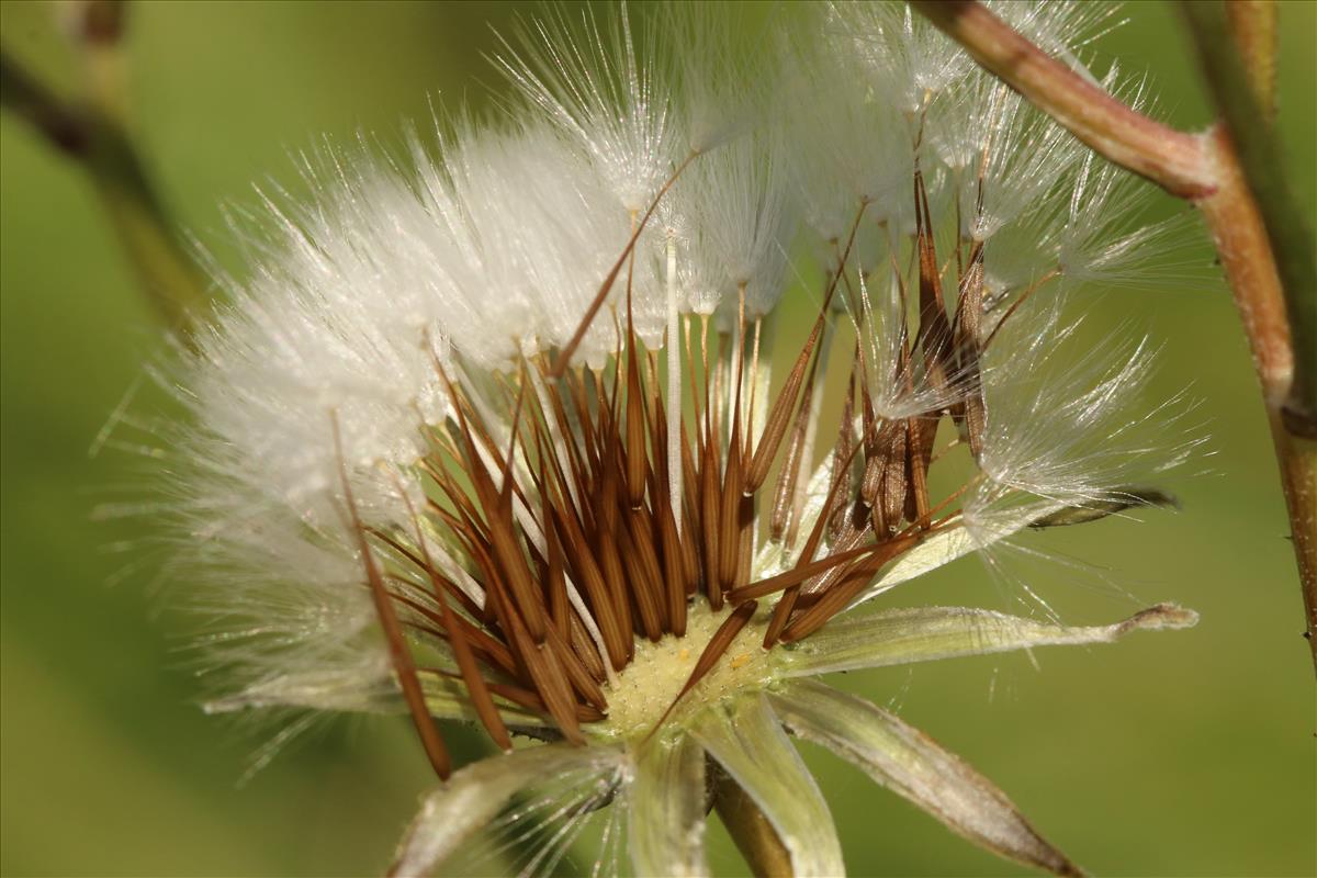 Crepis vesicaria subsp. taraxacifolia (door Willem Braam)