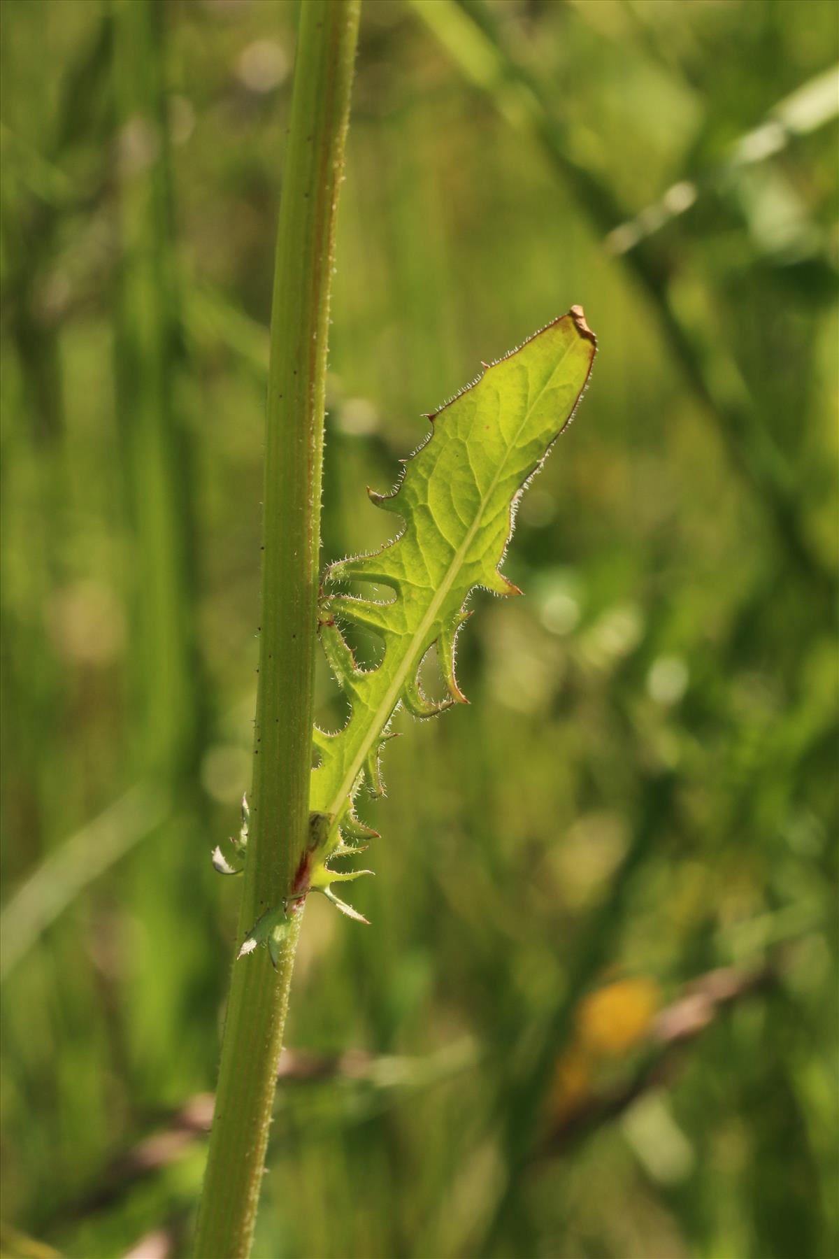 Crepis vesicaria subsp. taraxacifolia (door Willem Braam)