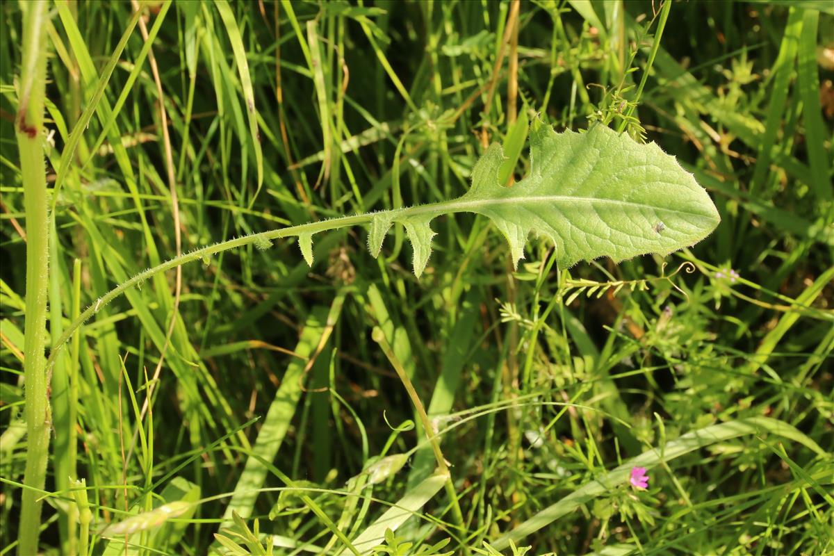 Crepis vesicaria subsp. taraxacifolia (door Willem Braam)