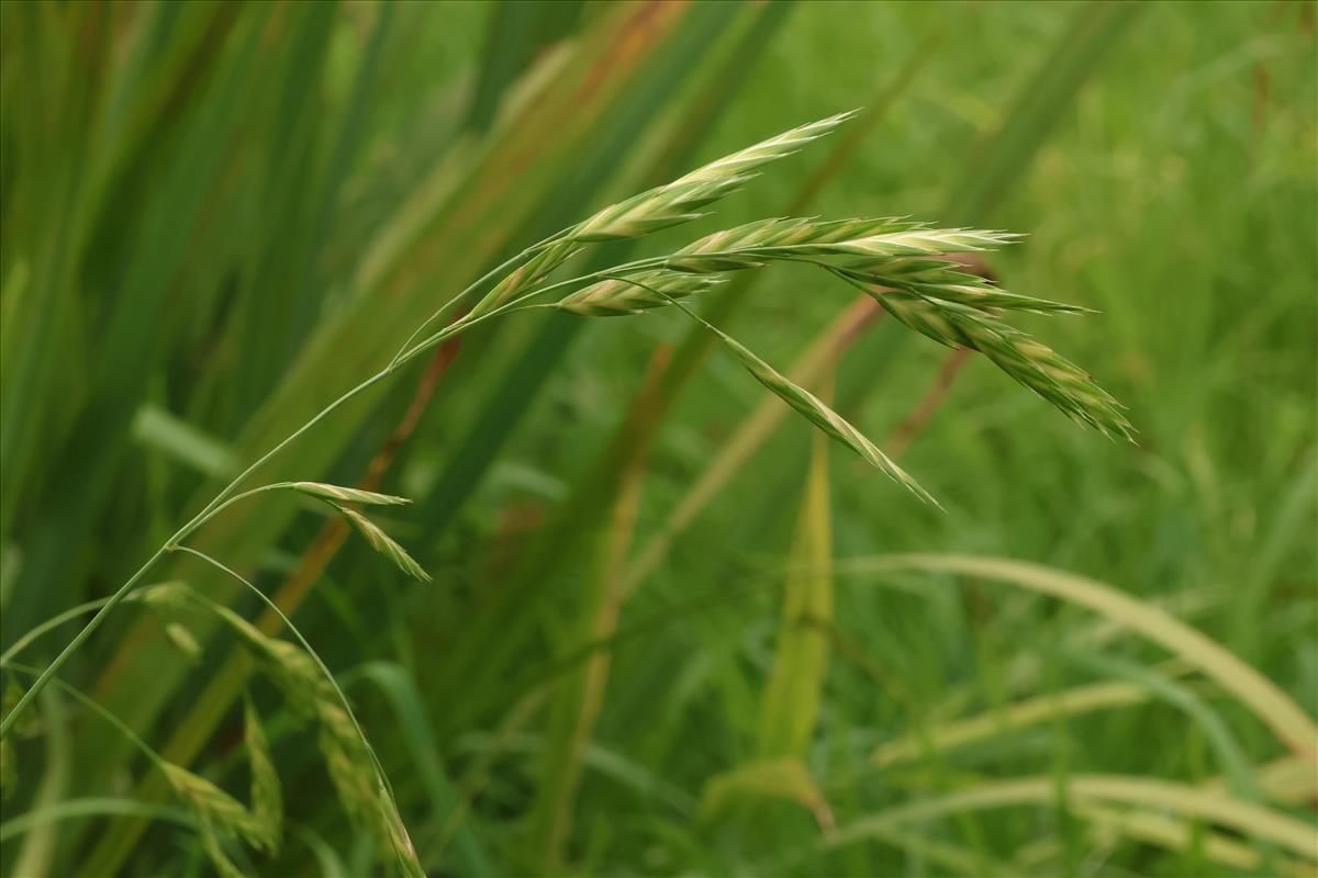 Ceratochloa cathartica (door Willem Braam)