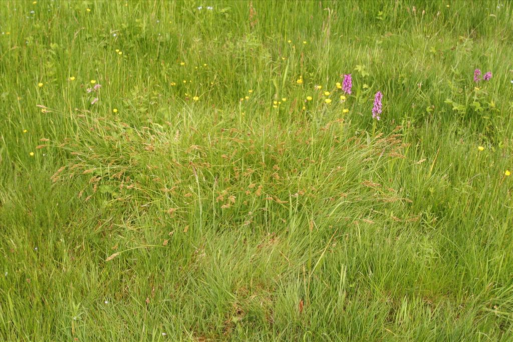 Carex appropinquata (door Willem Braam)