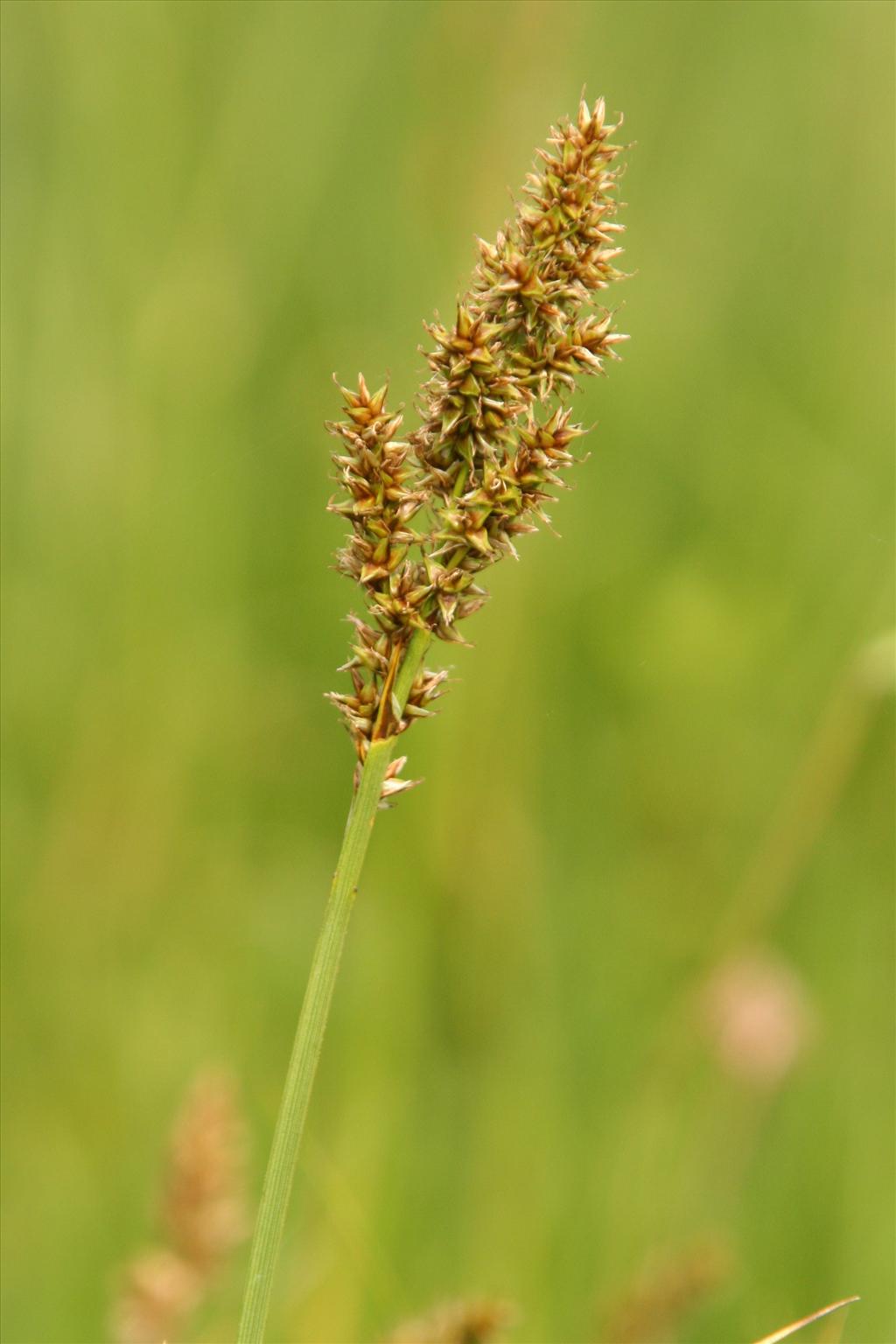 Carex appropinquata (door Willem Braam)
