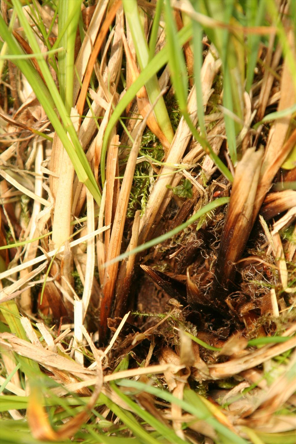 Carex appropinquata (door Willem Braam)