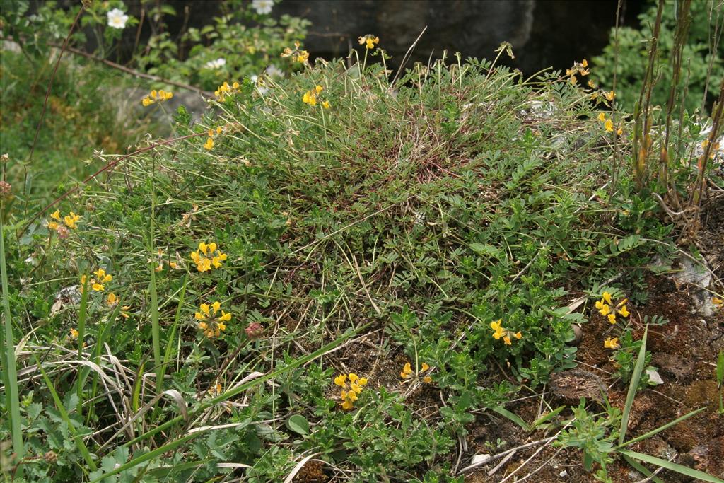 Hippocrepis comosa (door Willem Braam)