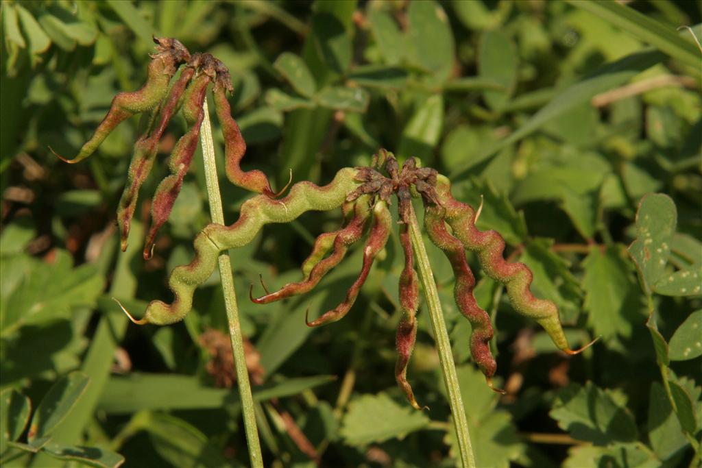 Hippocrepis comosa (door Willem Braam)