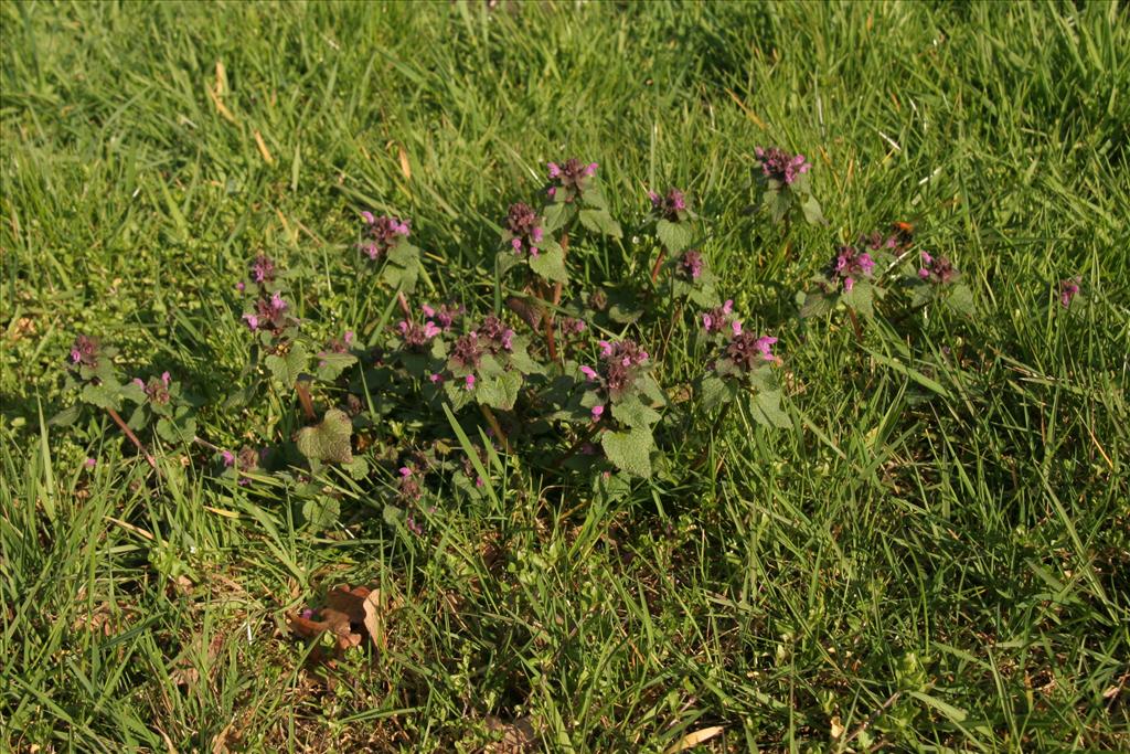 Lamium purpureum (door Willem Braam)