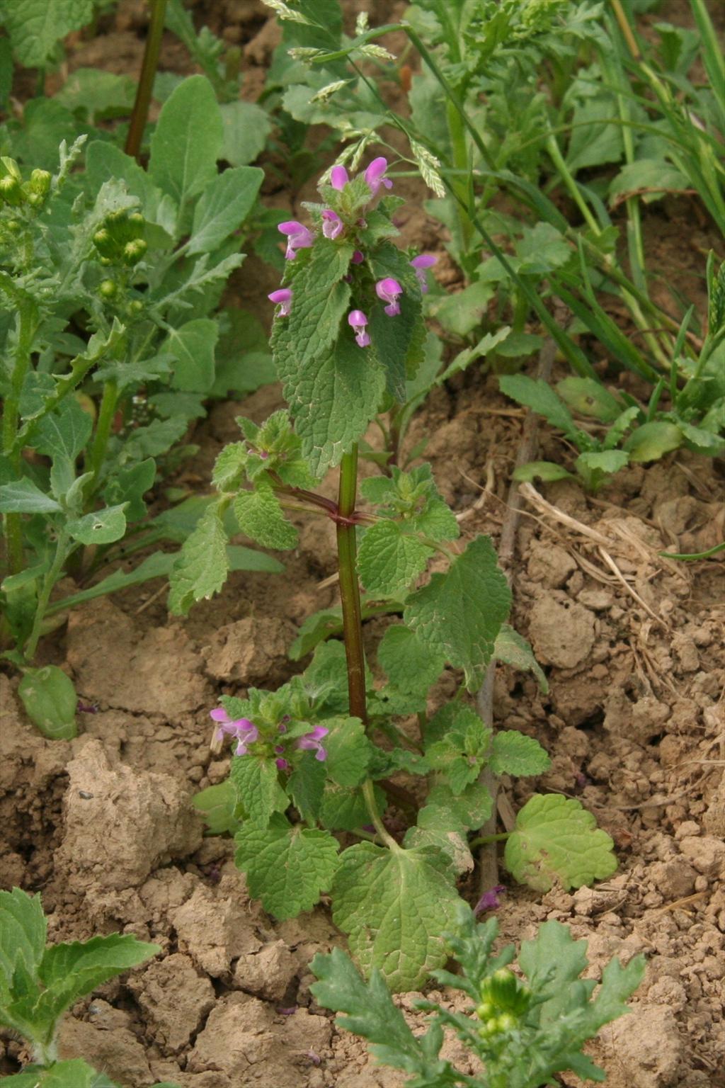 Lamium purpureum (door Willem Braam)