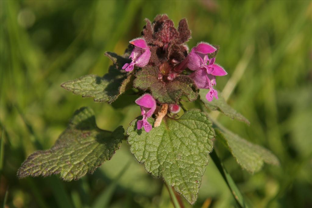 Lamium purpureum (door Willem Braam)