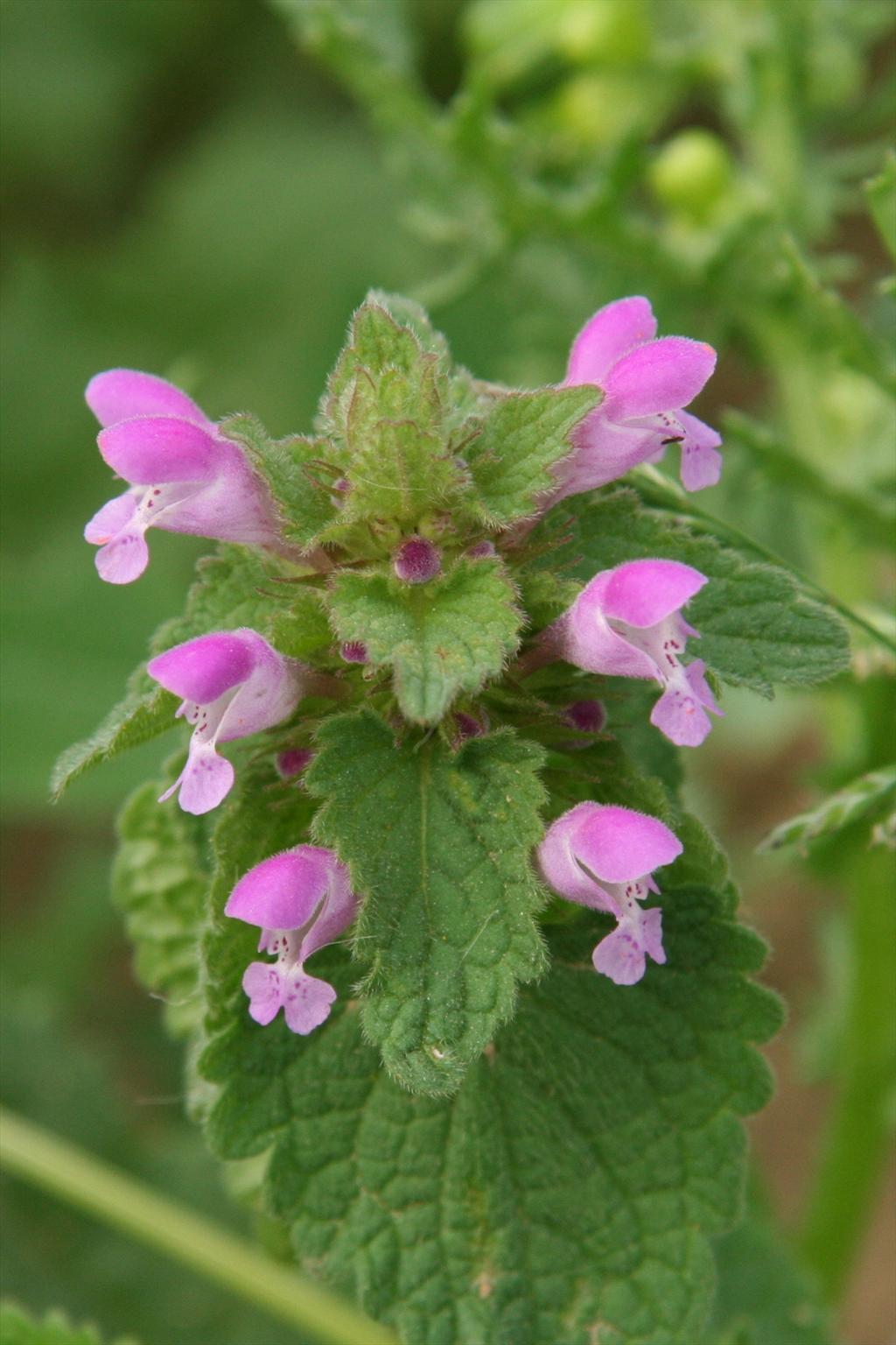 Lamium purpureum (door Willem Braam)