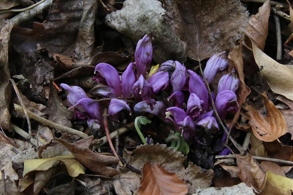 Lathraea clandestina (door Willem Braam)