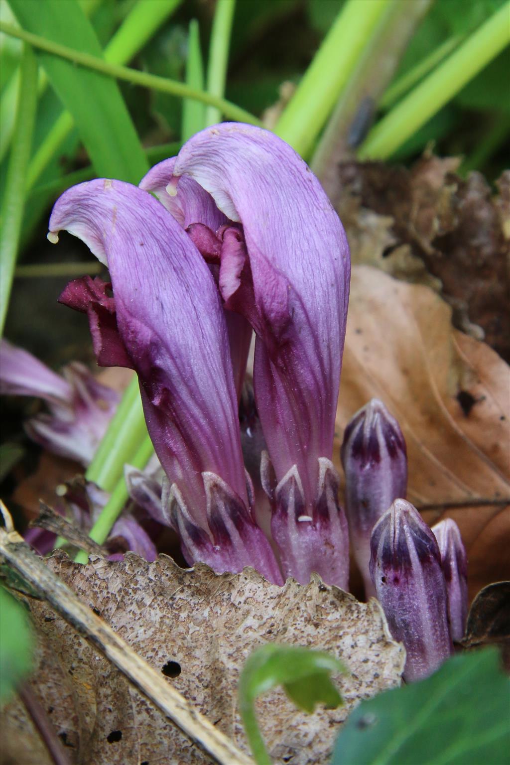 Lathraea clandestina (door Willem Braam)