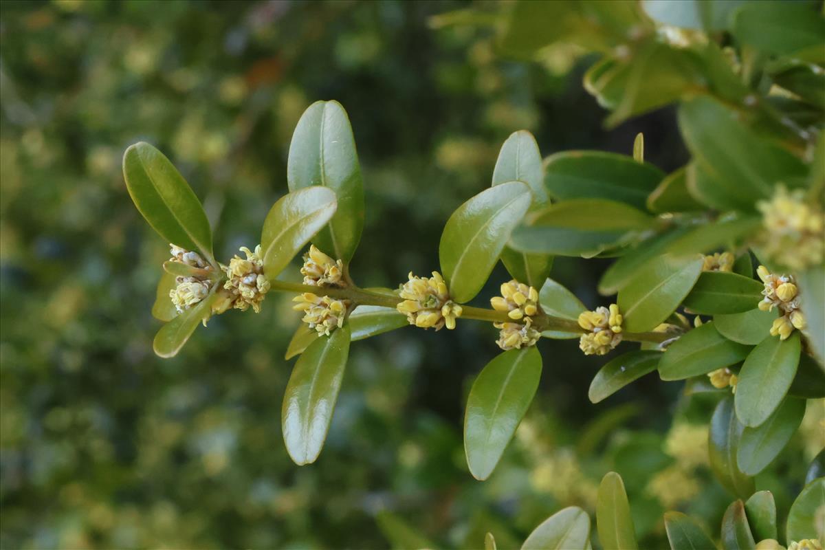 Buxus sempervirens (door Willem Braam)