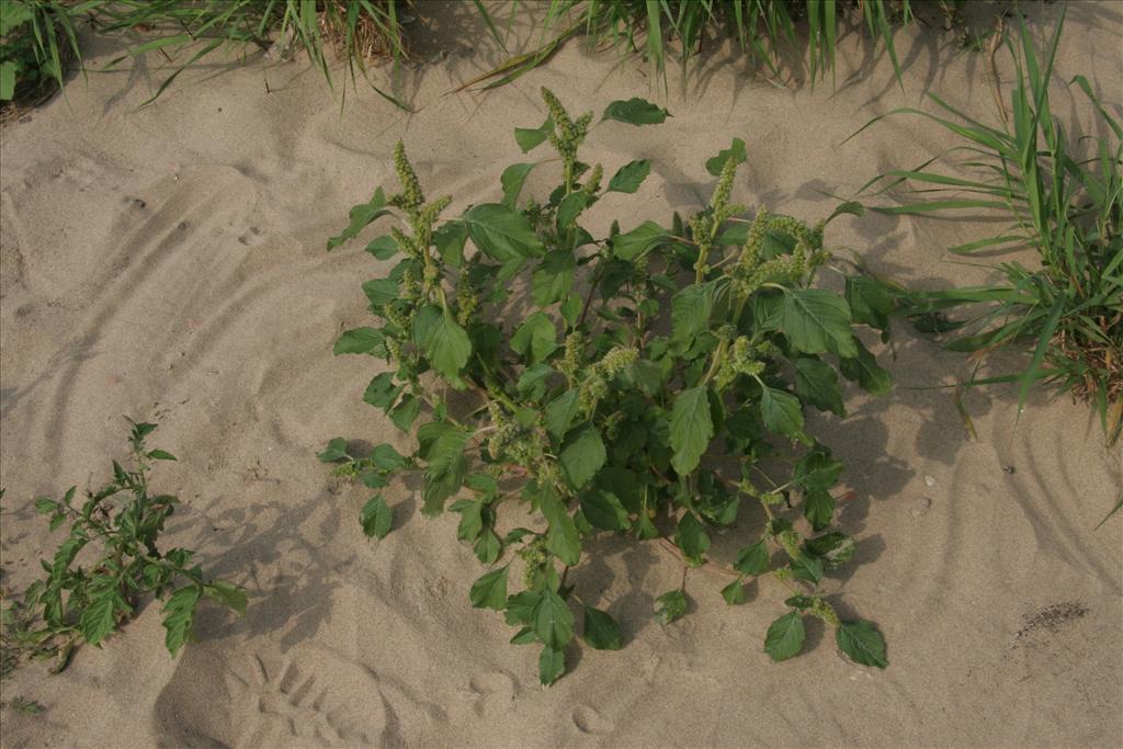 Amaranthus retroflexus (door Willem Braam)