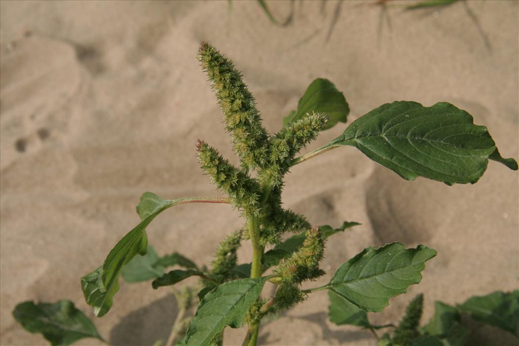 Amaranthus retroflexus (door Willem Braam)