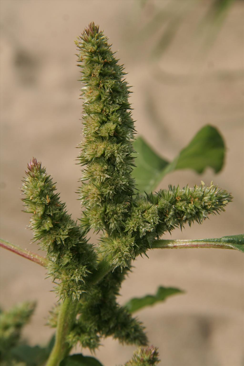 Amaranthus retroflexus (door Willem Braam)