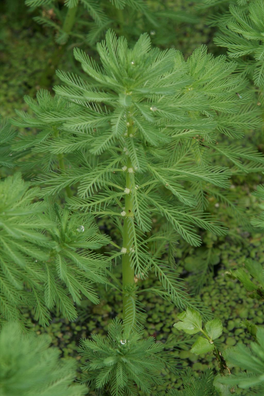 Myriophyllum aquaticum (door Willem Braam)