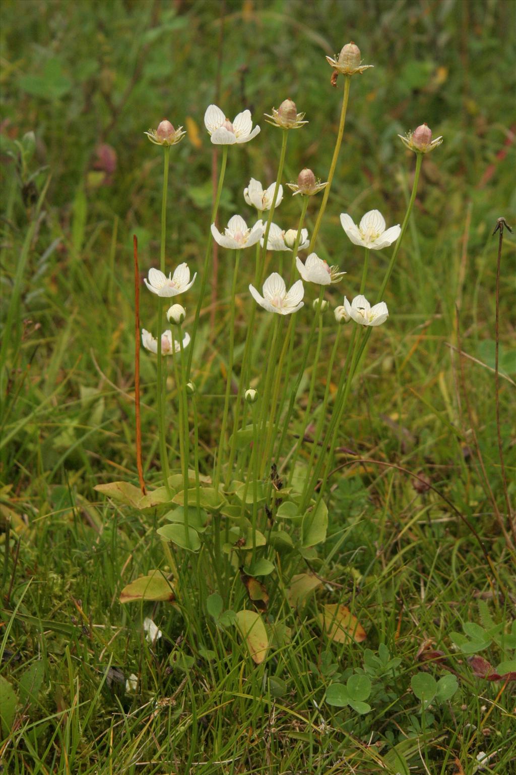 Parnassia palustris (door Willem Braam)