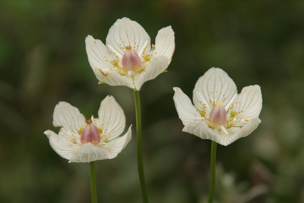 Parnassia palustris (door Willem Braam)